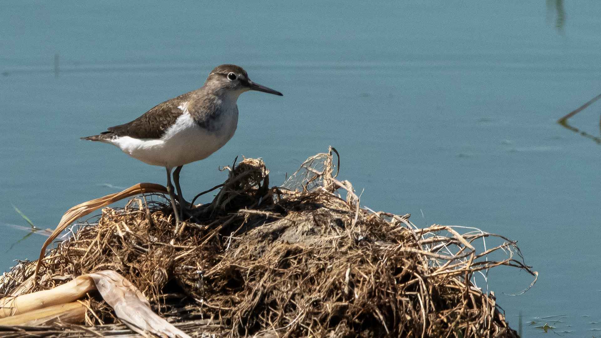 Common Sandpiper